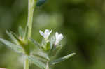 Corn gromwell